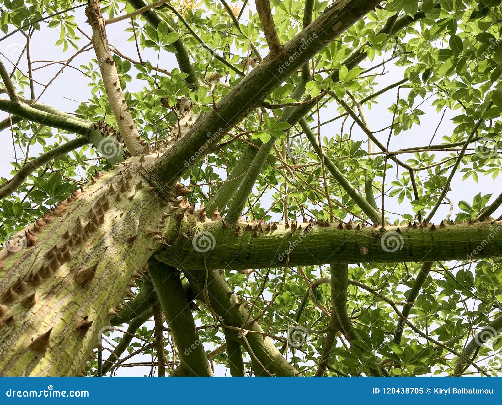 La struttura è un albero verde di legno, piante di chorizion con i rami con il grande thor spinoso naturale terribile convesso pe. La struttura è un albero verde di legno, piante di chorizion con i rami con le grandi spine spinose naturali terribili convesse pericolose taglienti e spine con la corteccia I cenni storici