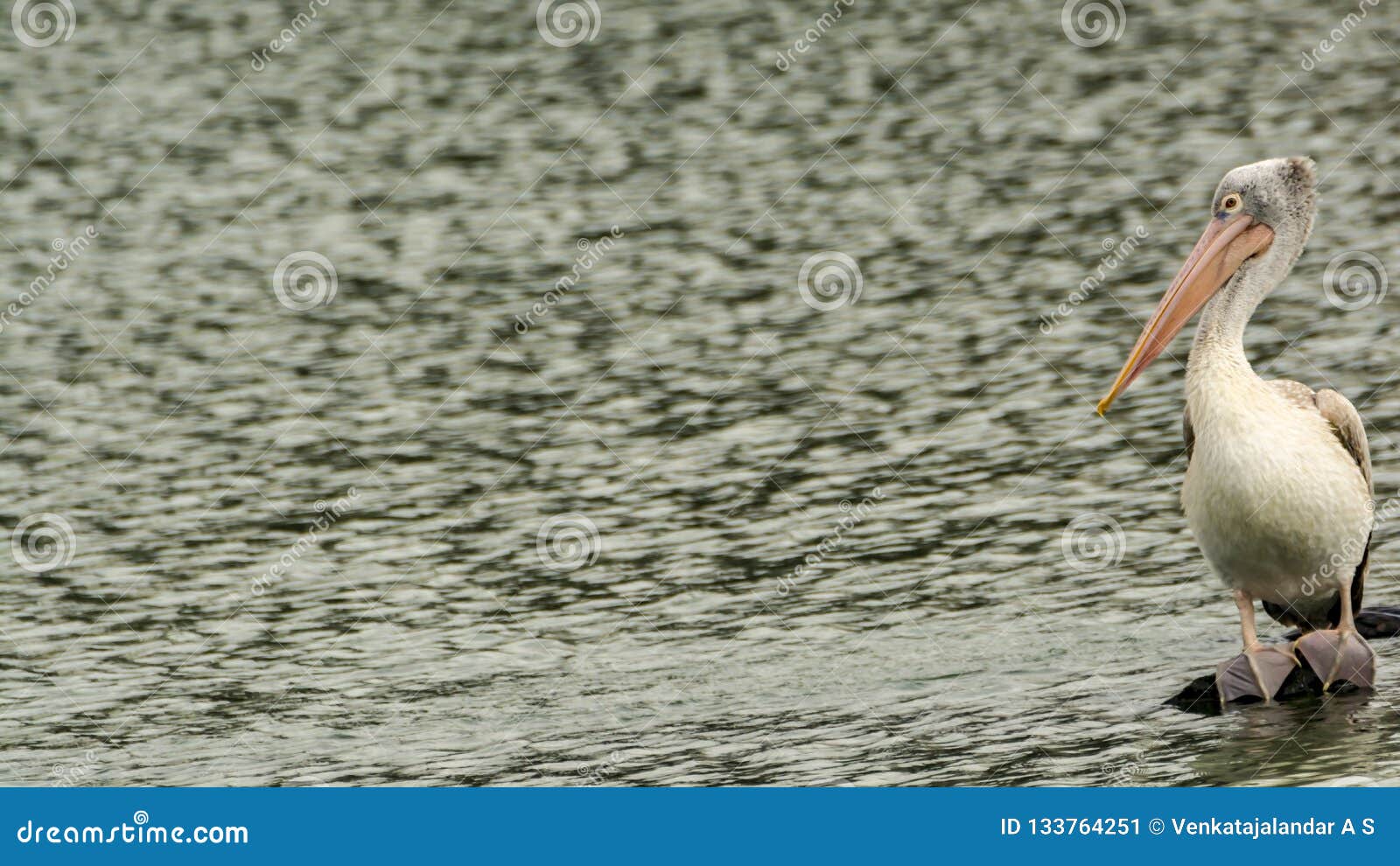 La Tache A Affiché Le Pélican Avec Les Orteils Palmés