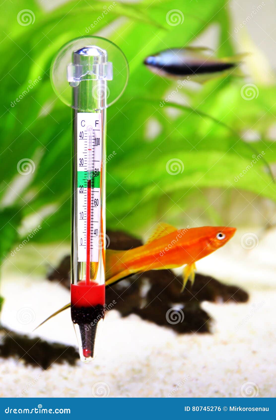 Thermomètre d'aquarium