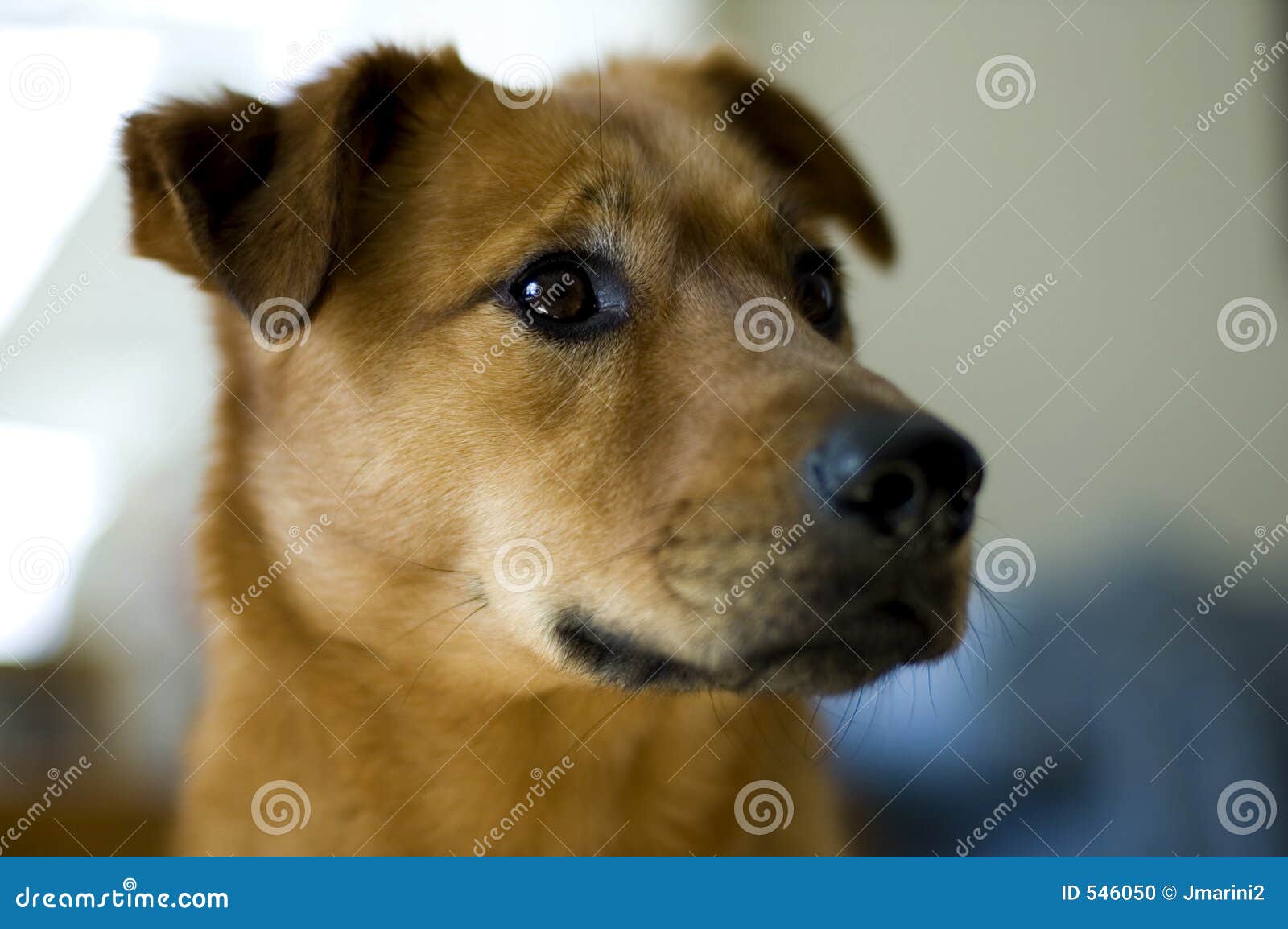 La Testa Del Cane Immagine. Immagine 546050