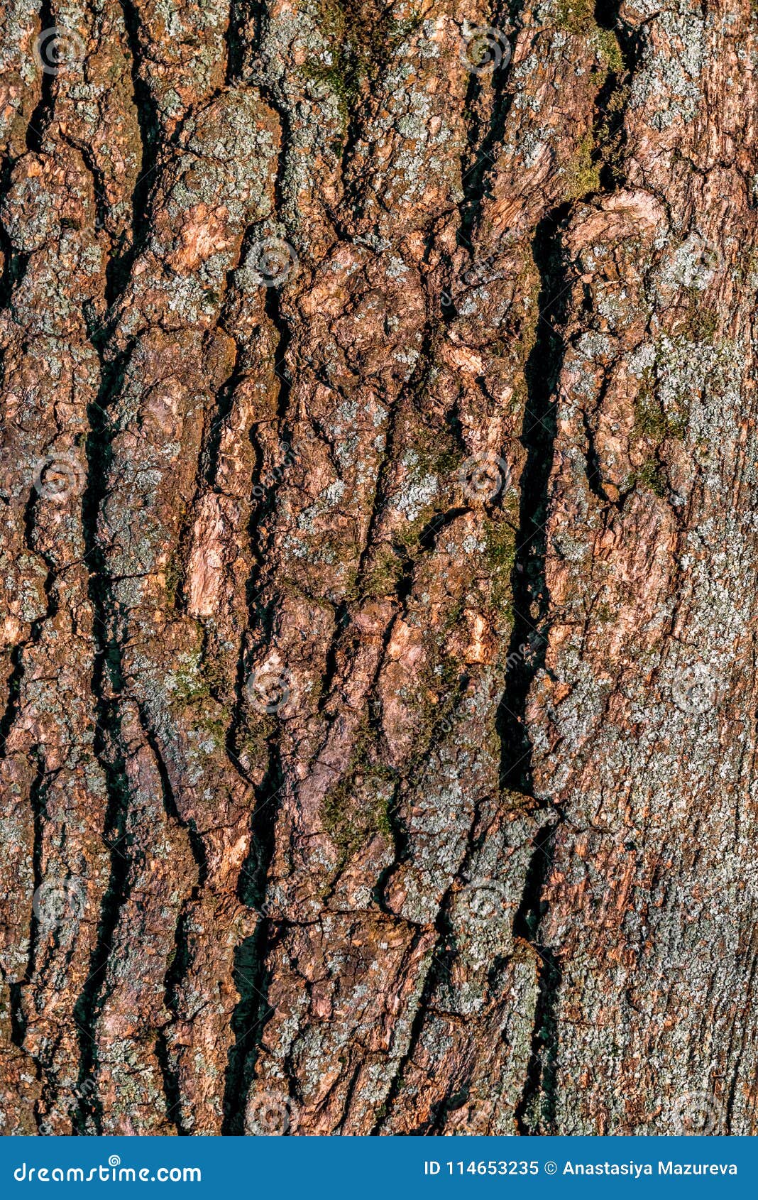 La Textura Del Tronco De árbol Imagen de archivo - Imagen de madera, cubo:  114653235