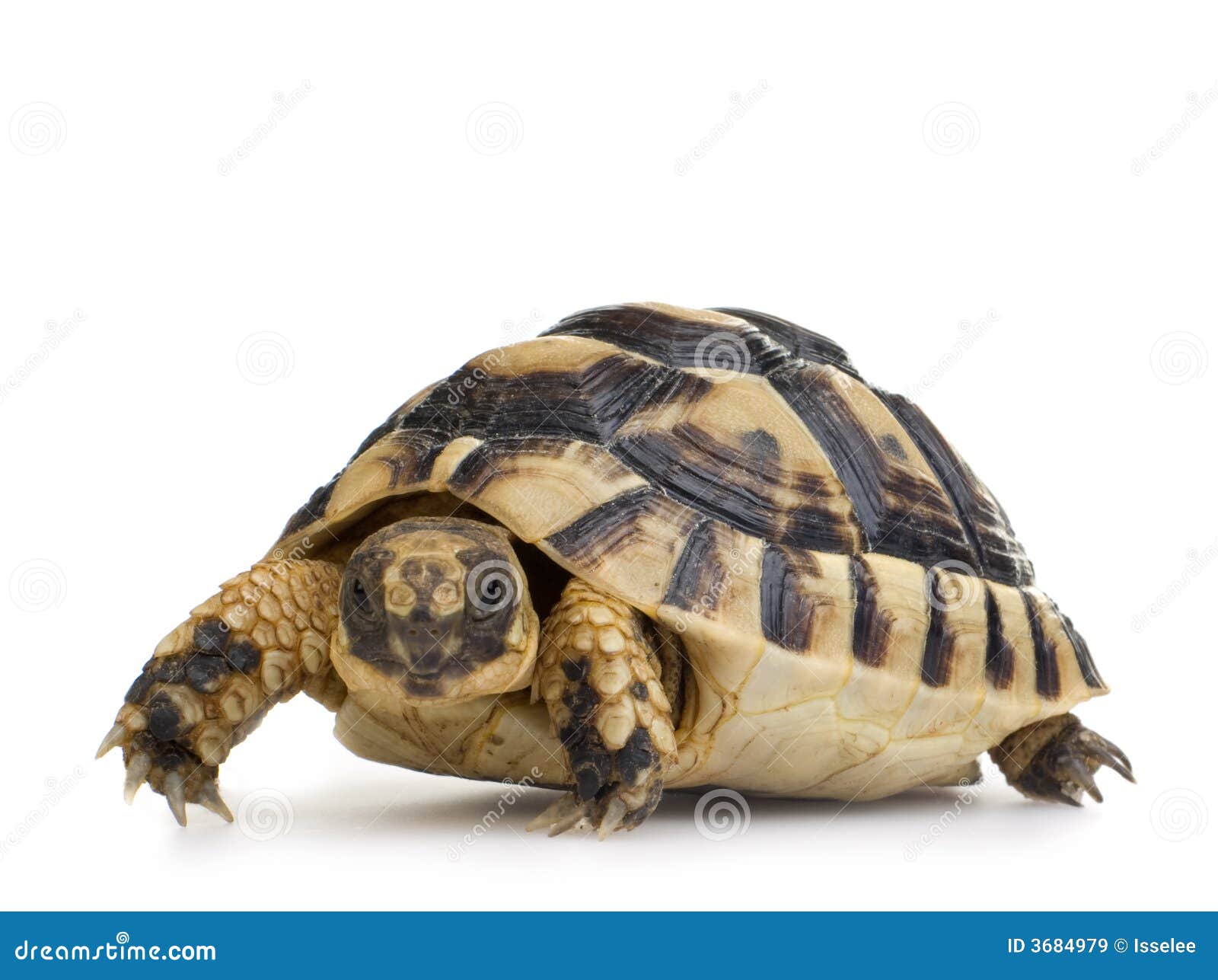 Los Angeles visual data 8