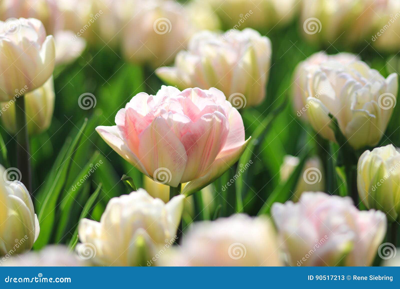 La Tulipe Blanche Avec Le Rose Accentue Dans Un Domaine Des Tulipes Blanches  Image stock - Image du isolement, stationnement: 90517213