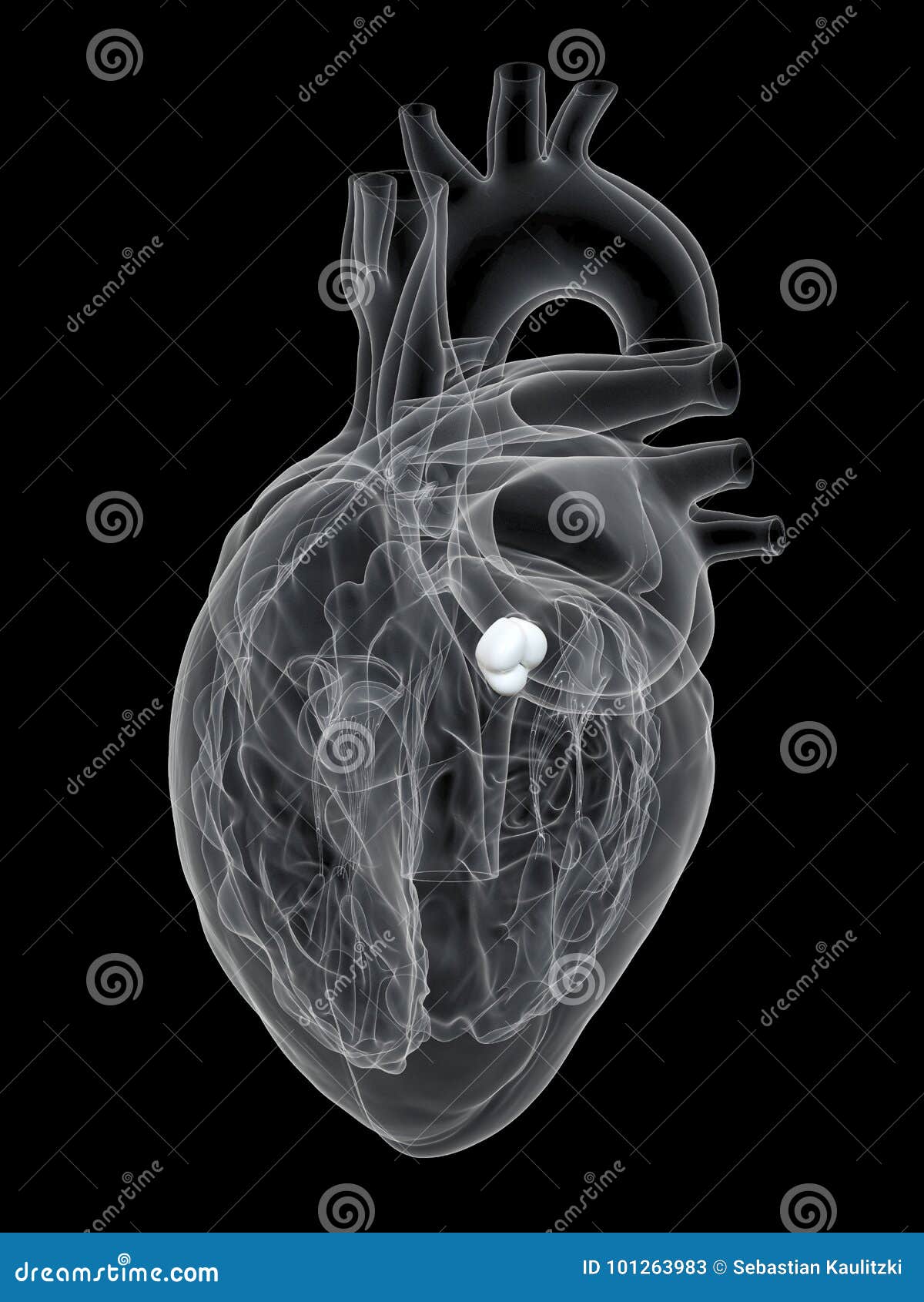 La valve aortique illustration stock. Illustration du santé - 101263983