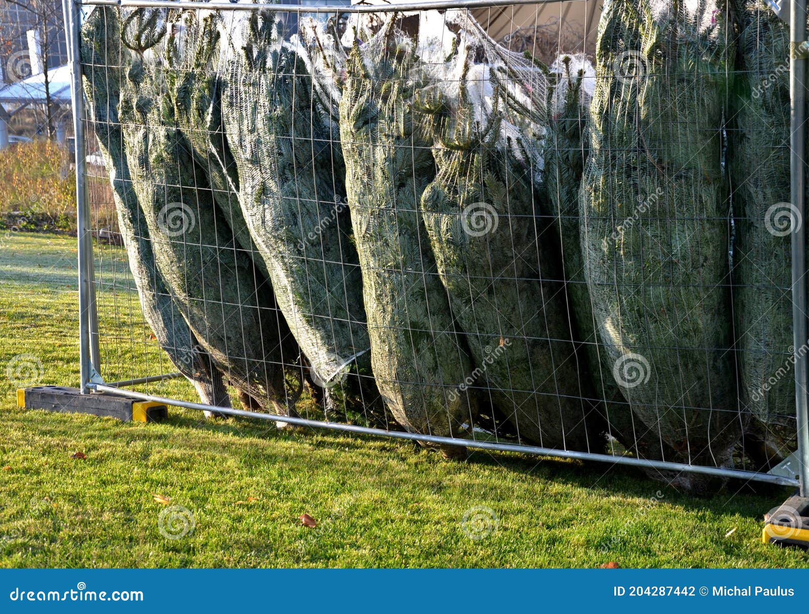 La Vente D'actions D'arbre De Noël Dans L'enclos D'une Barrière Mobile. Les  Arbres Sont Dans Un Filet En Plastique Blanc Pour Les Photo stock - Image  du galvanisé, coupure: 204287442