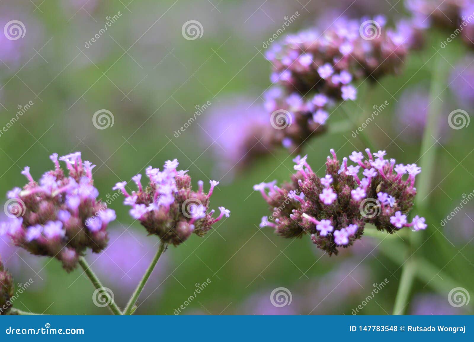 Featured image of post Verbena Bonariensis Flor / Encontre más imágenes de alta resolución en la colección de istock, que tiene un banco de fotos de 2015 disponible para descargar.