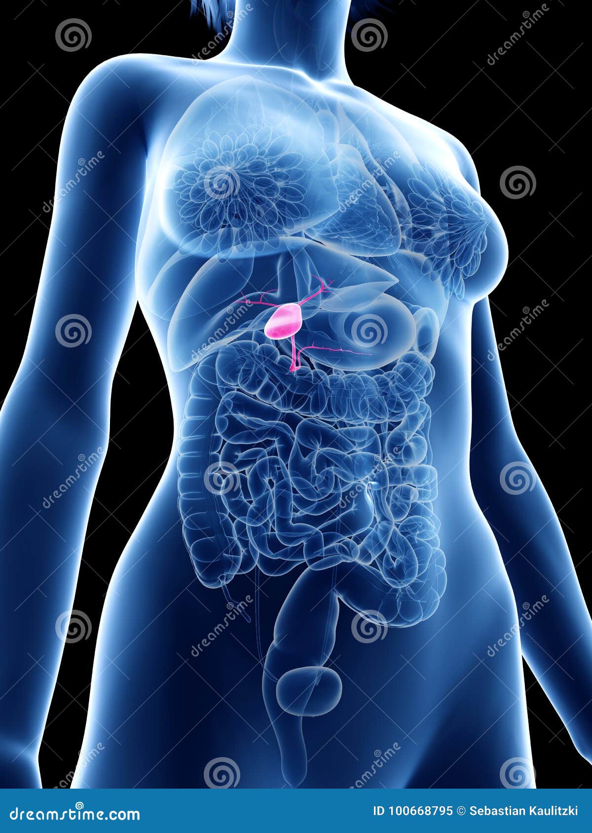 La Vesícula Biliar De Una Mujer Stock de ilustración - Ilustración de  hembra, salud: 100668795, image size:1200x1690