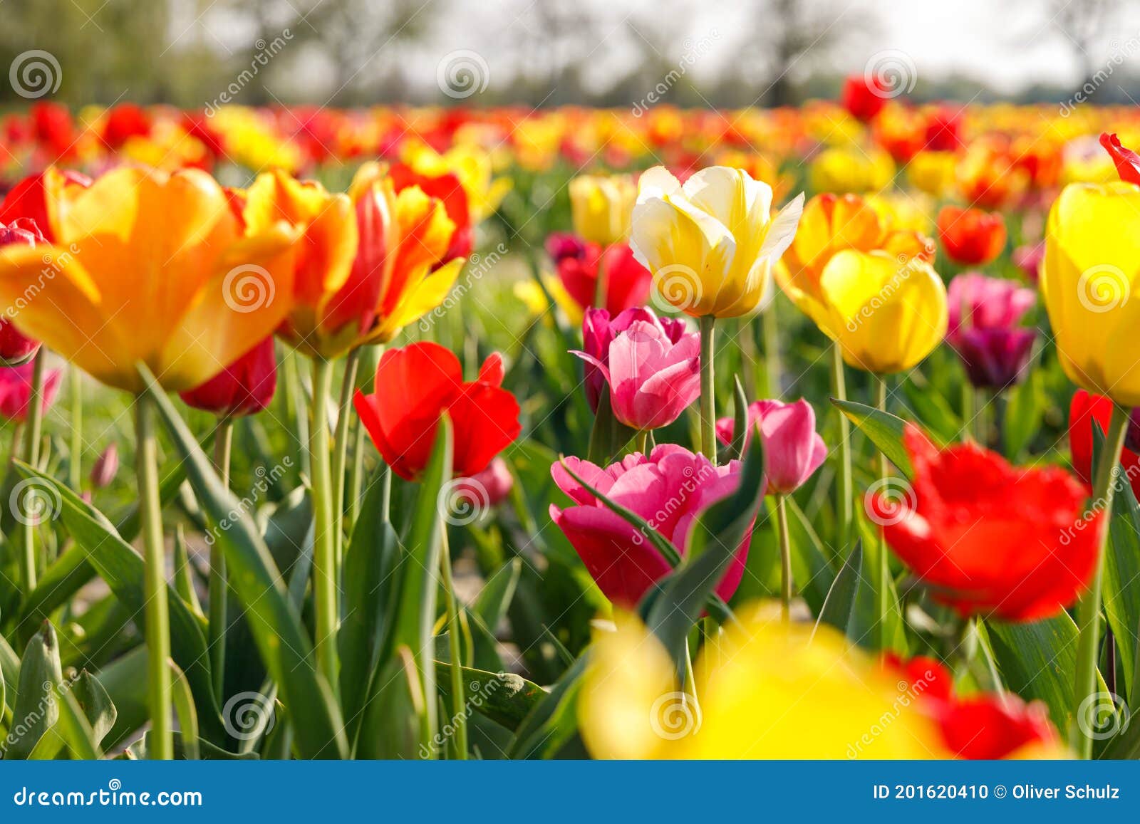 La Vista Lateral De Un Campo De Flores De Los Tulipanes En época De  Primavera Con Los Verdes Tallos De Flores Coloridas Y Deja Las Foto de  archivo - Imagen de fresco,