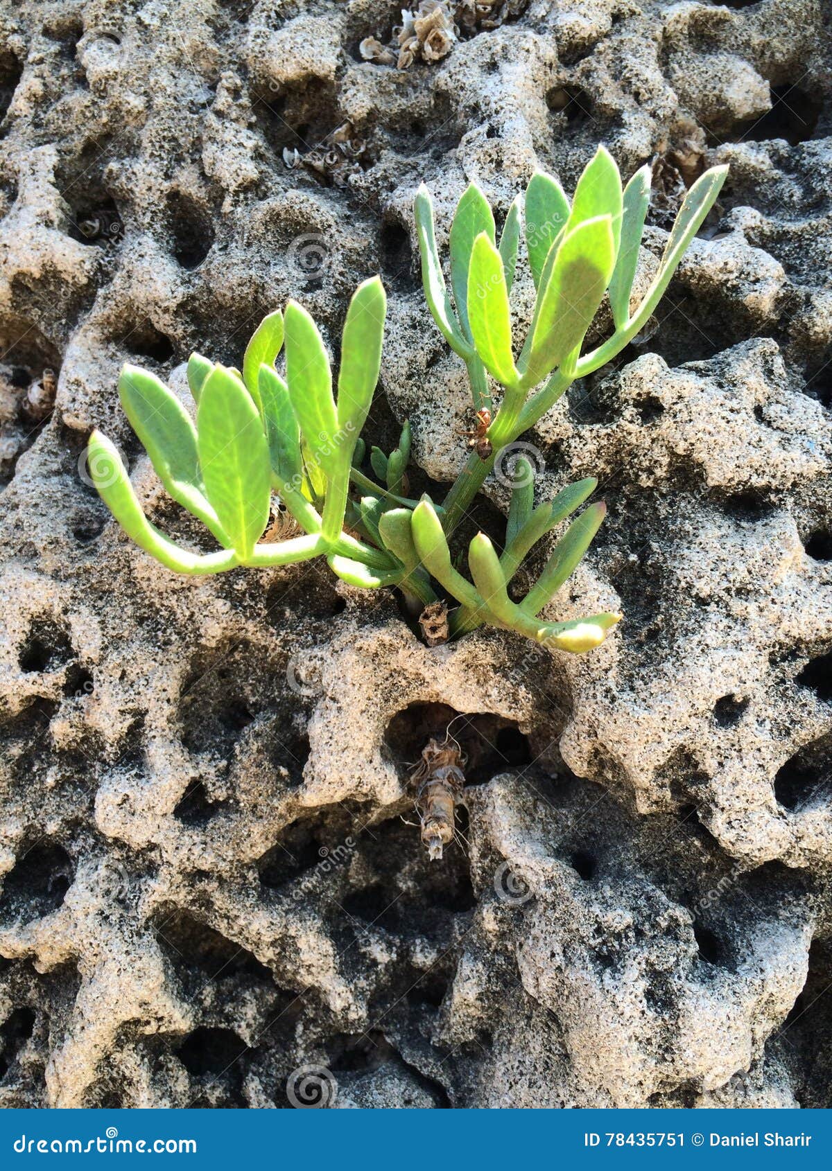 La vita è dappertutto. Una piccola pianta che cresce in una roccia