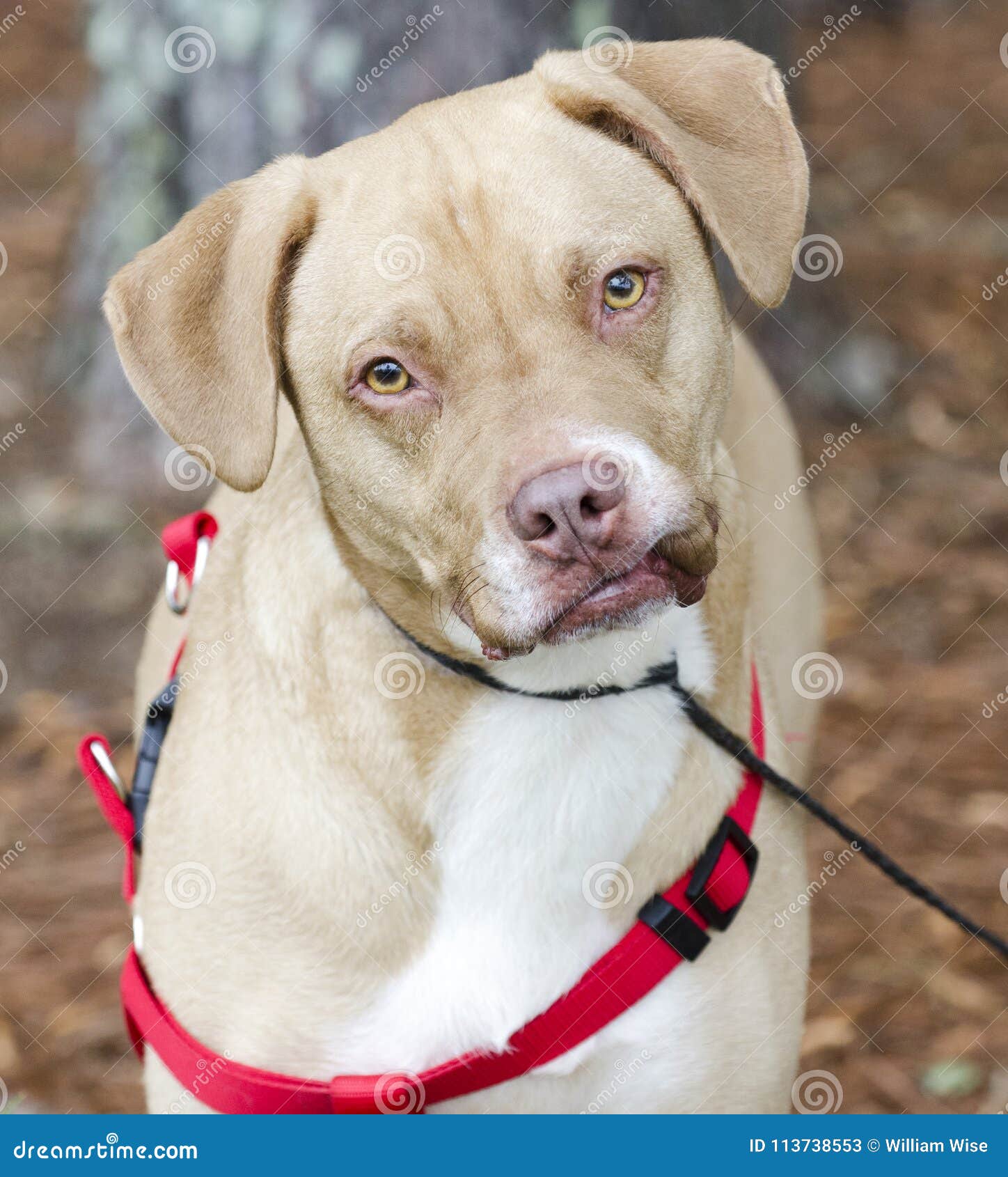 American Bulldog Mixed Breed Dog with Red Harness, Pet Adoption Photography Stock Image - Image breed, boxer: 113738553