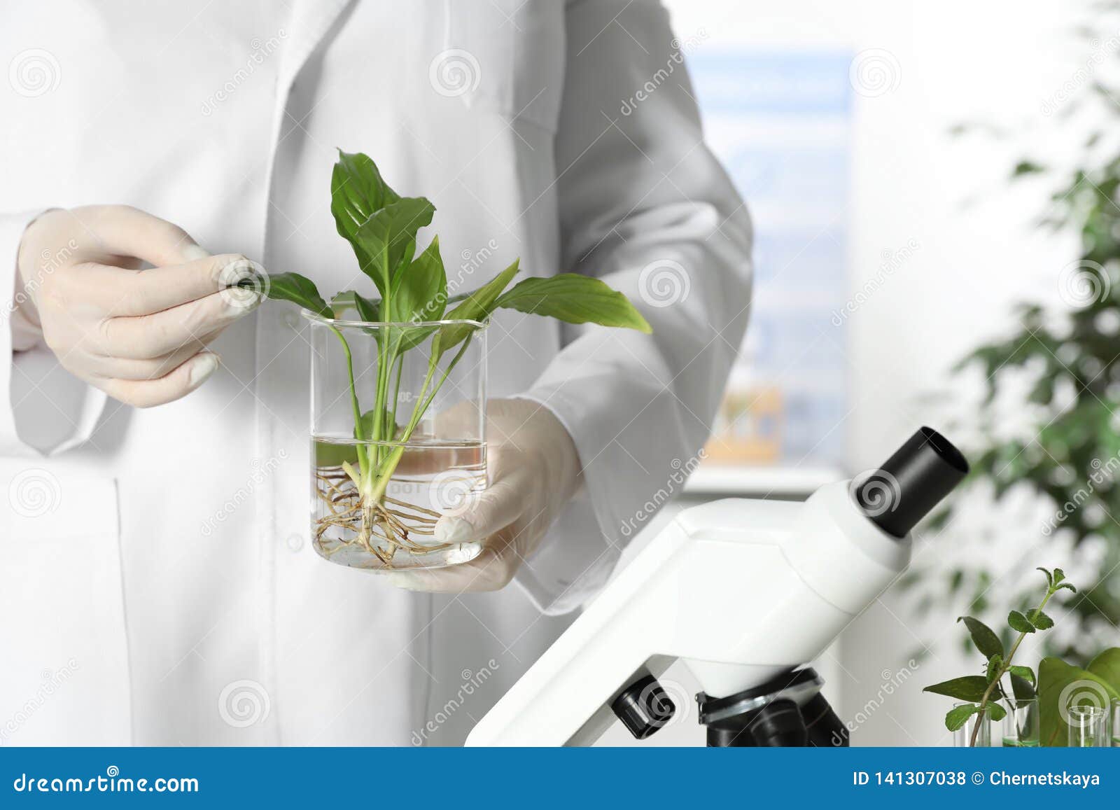 research assistant plant science