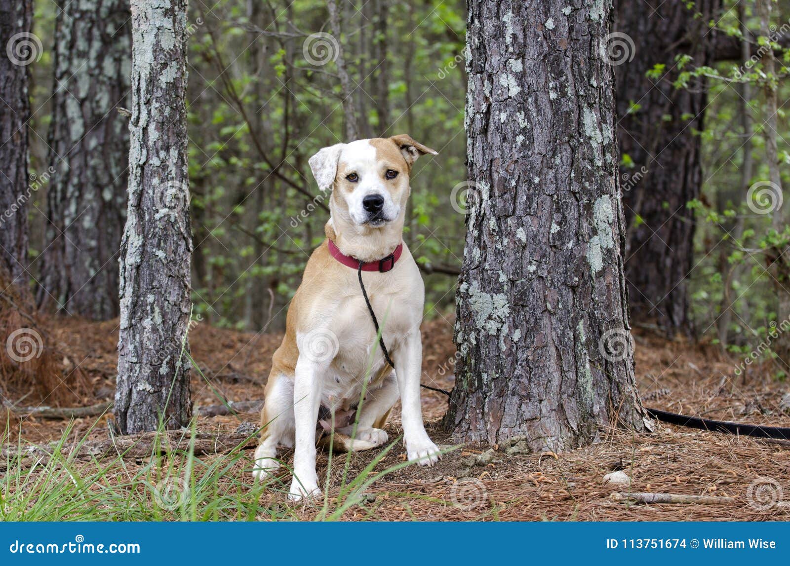 white pine dog collars