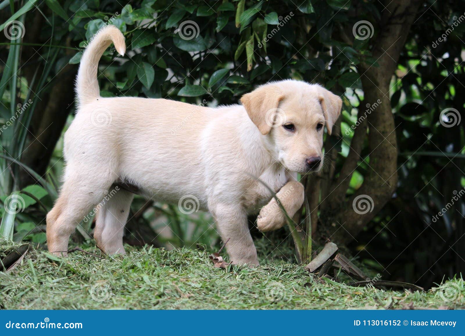 Lab mix puppy stock photo. Image of rose, puppy, retriever -