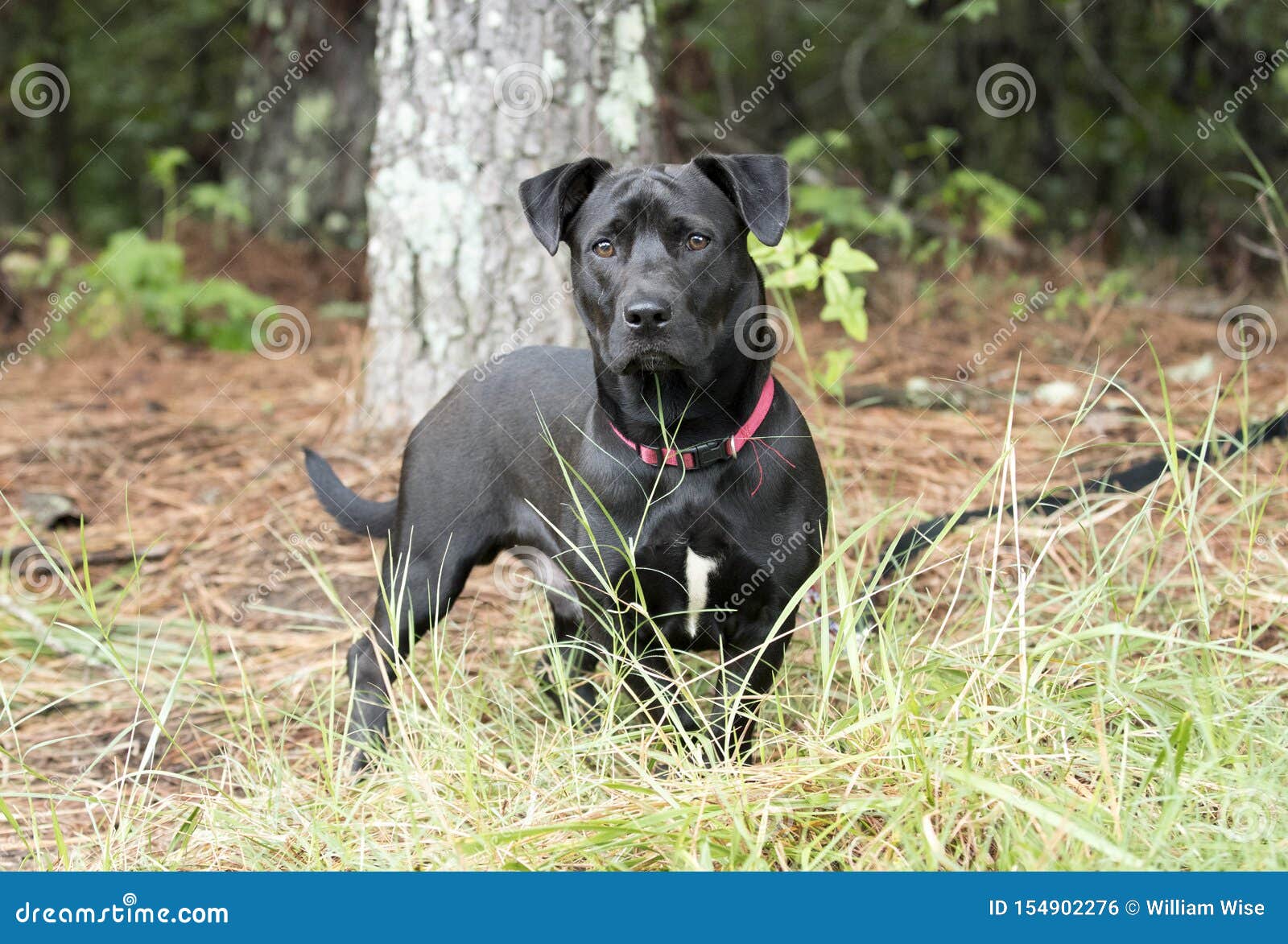 99+ Dachshund Terrier Lab Mix