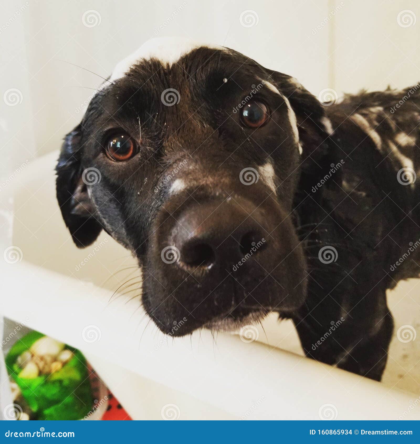 Rottie Mix Stock Photos - Free \u0026 Royalty-Free Stock Photos from Dreamstime, image size:1600x1690