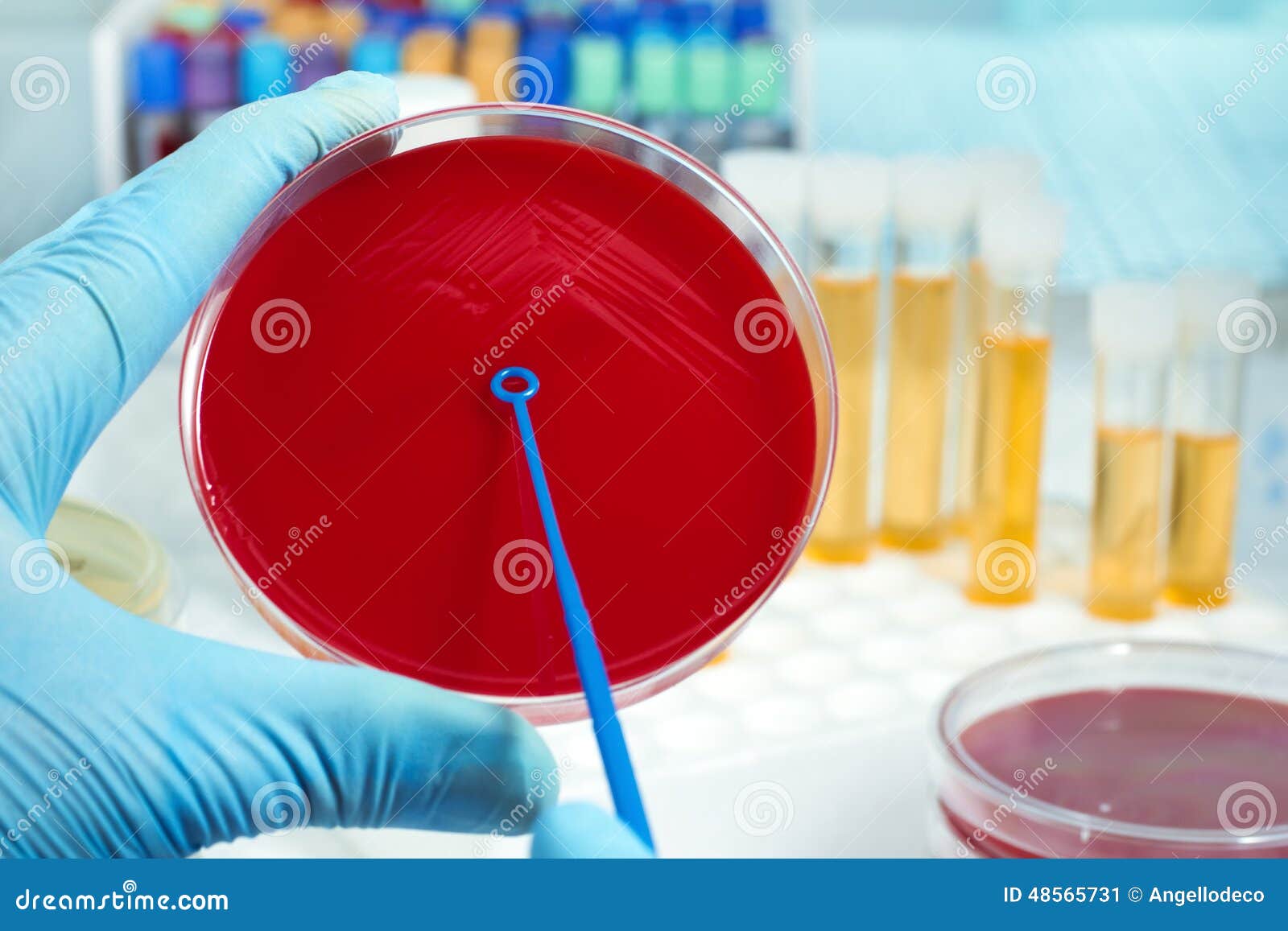 Lab Technician Inoculating Petri Dish Stock Image - Image of blood