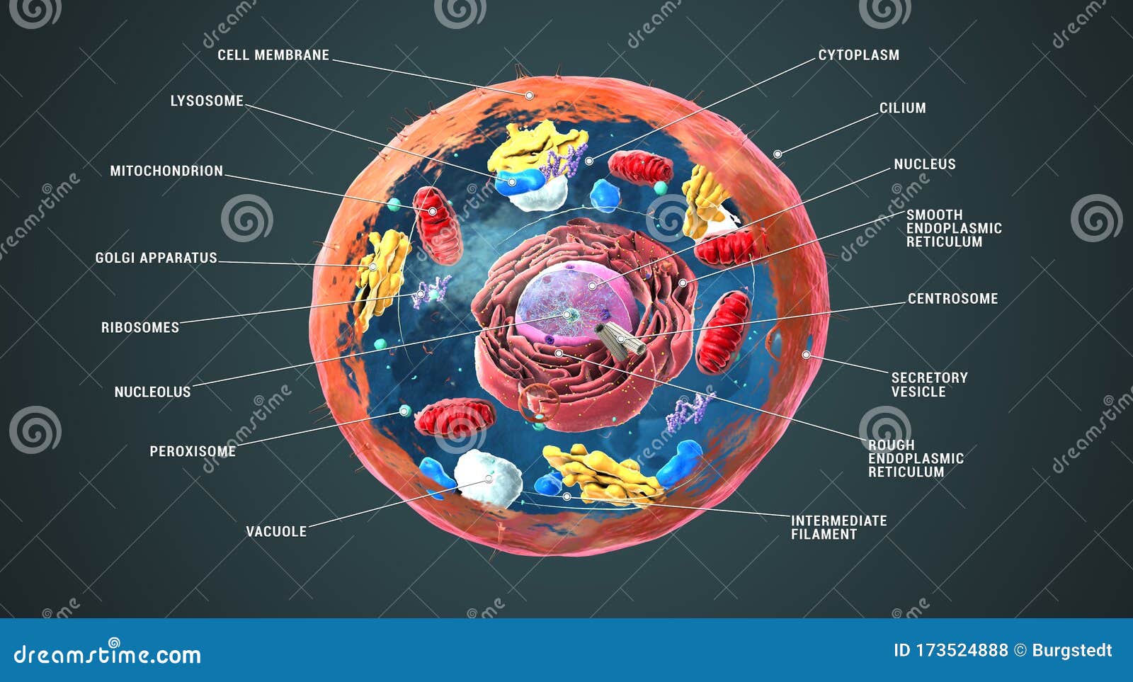 labeled eukaryotic cells