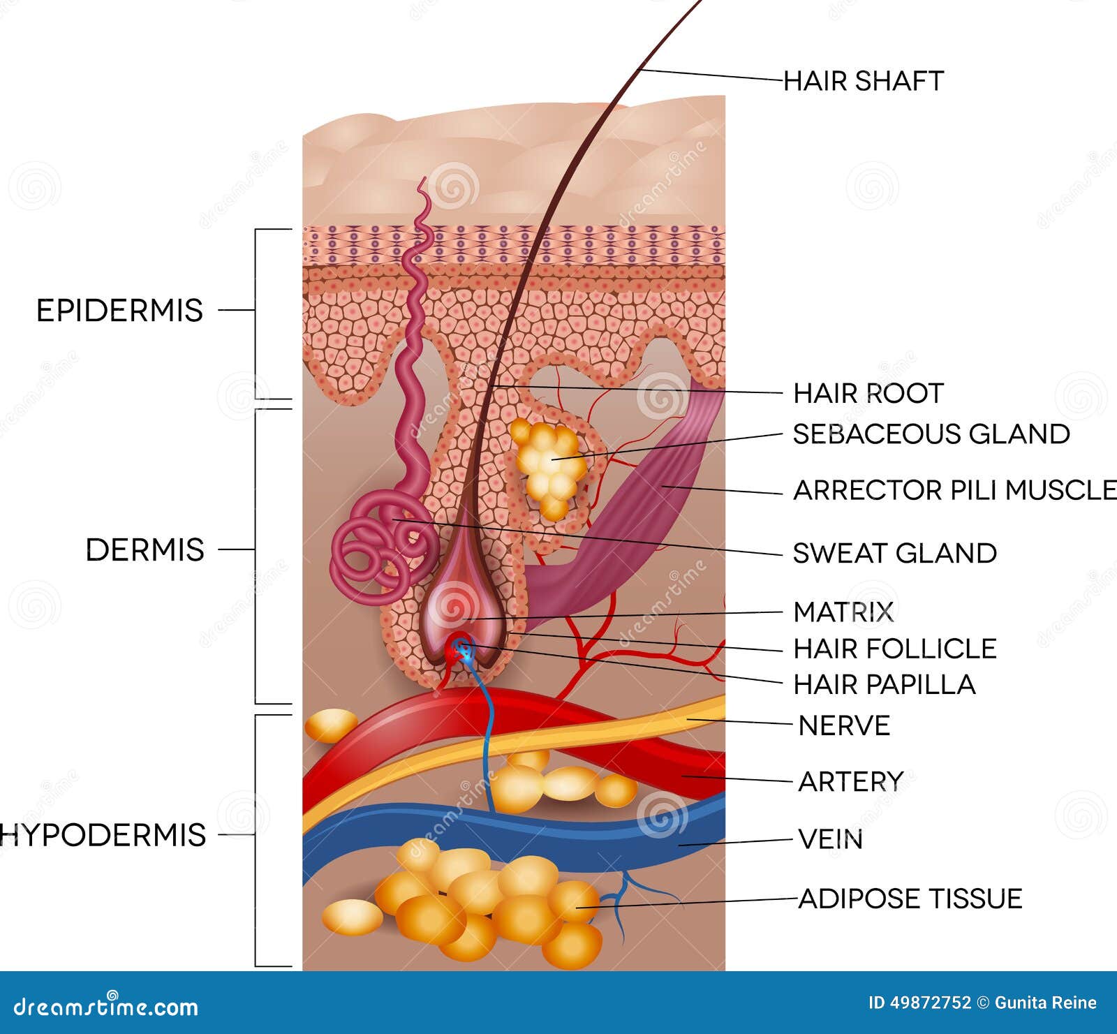 Labeled Skin and Hair Anatomy Stock Vector - Illustration of diagram,  labeled: 49872752