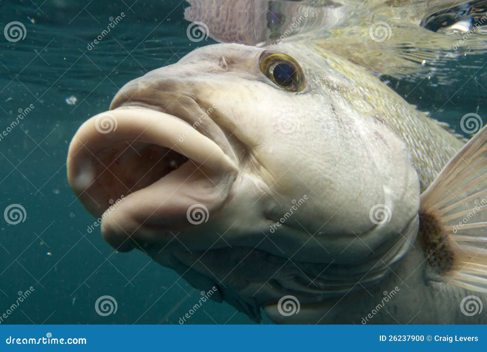 Labios de los pescados foto de archivo. Imagen de papadas 26237900