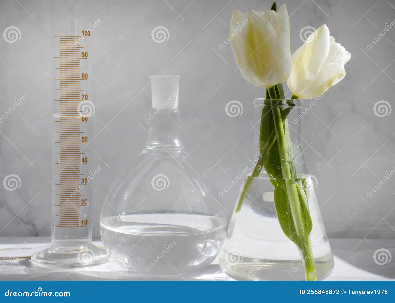 Laboratory Flask, Tulip Flower Essence a Cloudy Background Stock Photo
