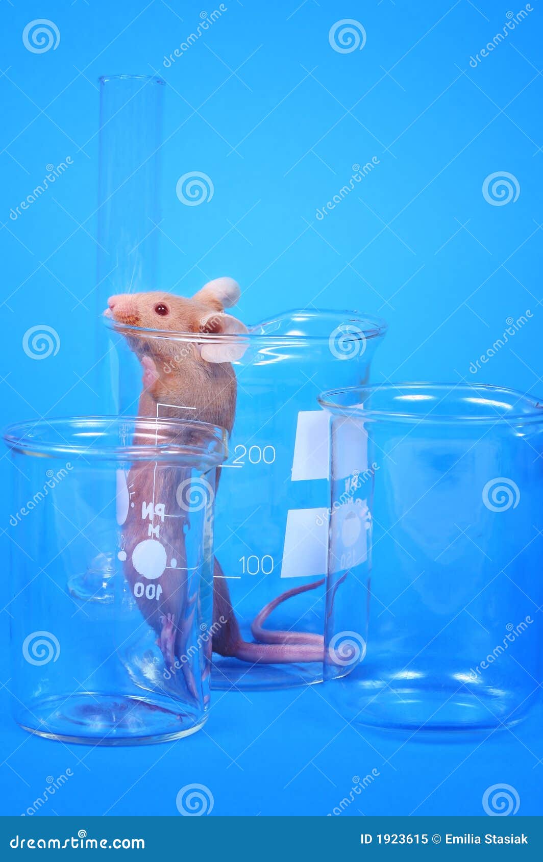 https://thumbs.dreamstime.com/z/laboratory-mouse-1923615.jpg?ct=jpeg