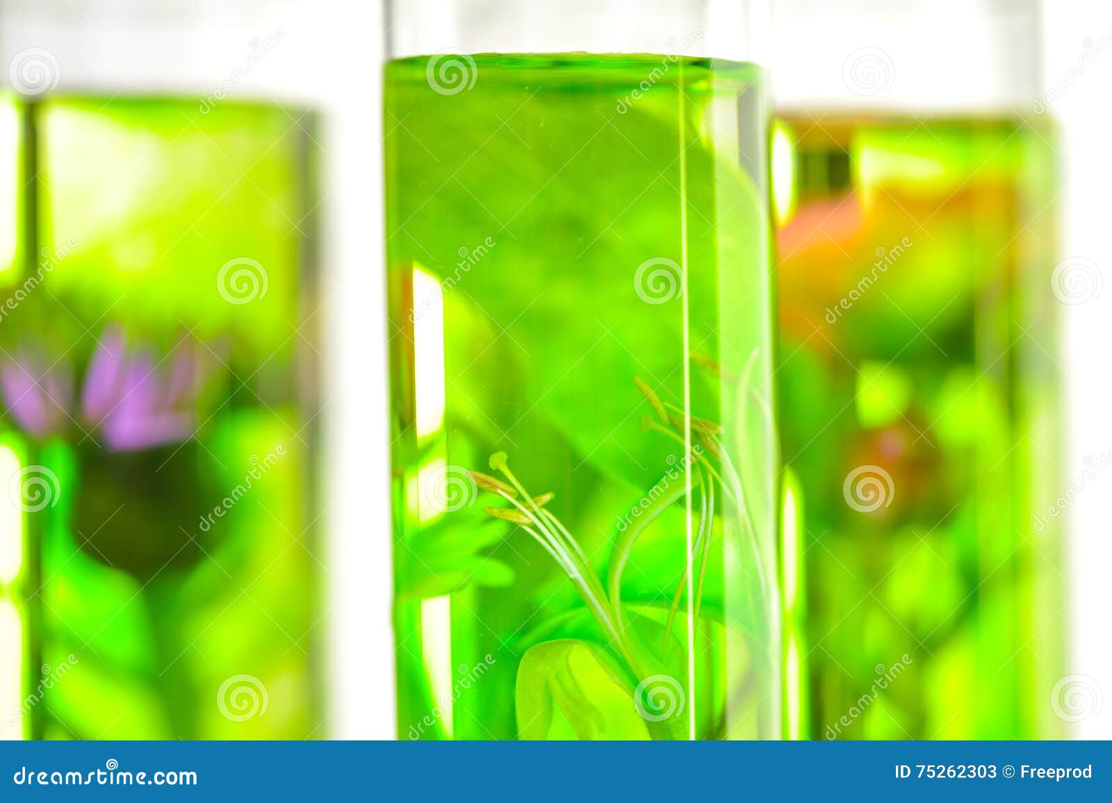 Laboratory, Pink, Honeysuckle, Thistle and Dandelion in Test Tub Stock