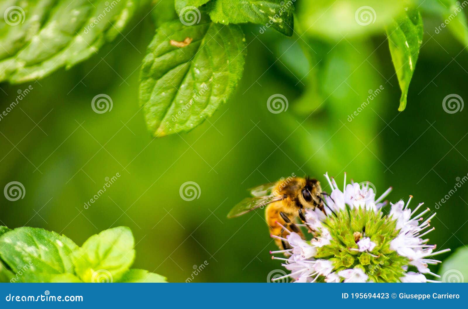 a laborious bee that collects nectar from mint flowers contributes to the pollination of flowers.