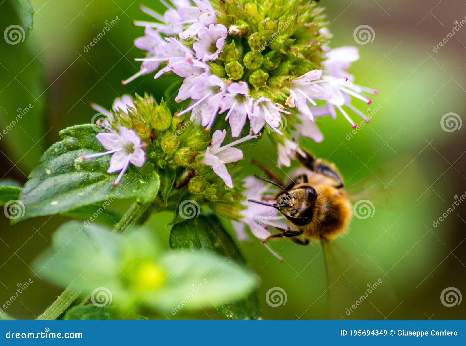 a laborious bee that collects nectar from mint flowers contributes to the pollination of flowers.