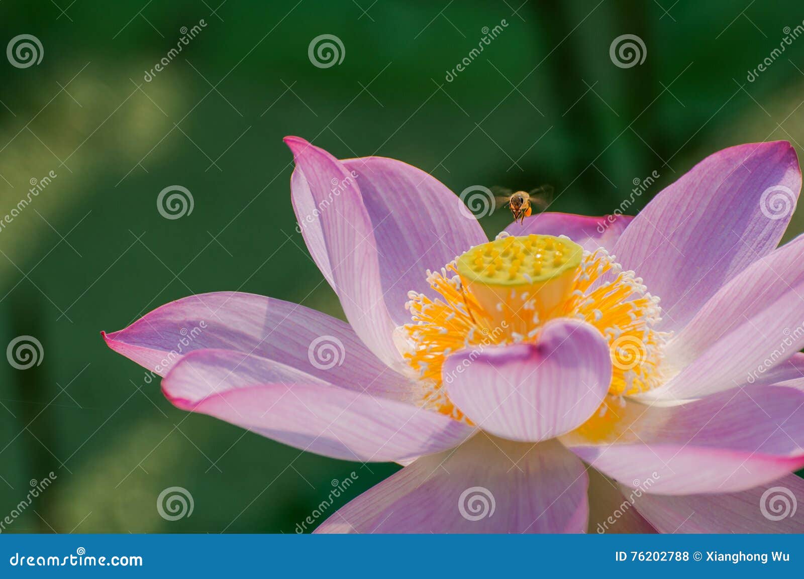 laborious bee and lotus