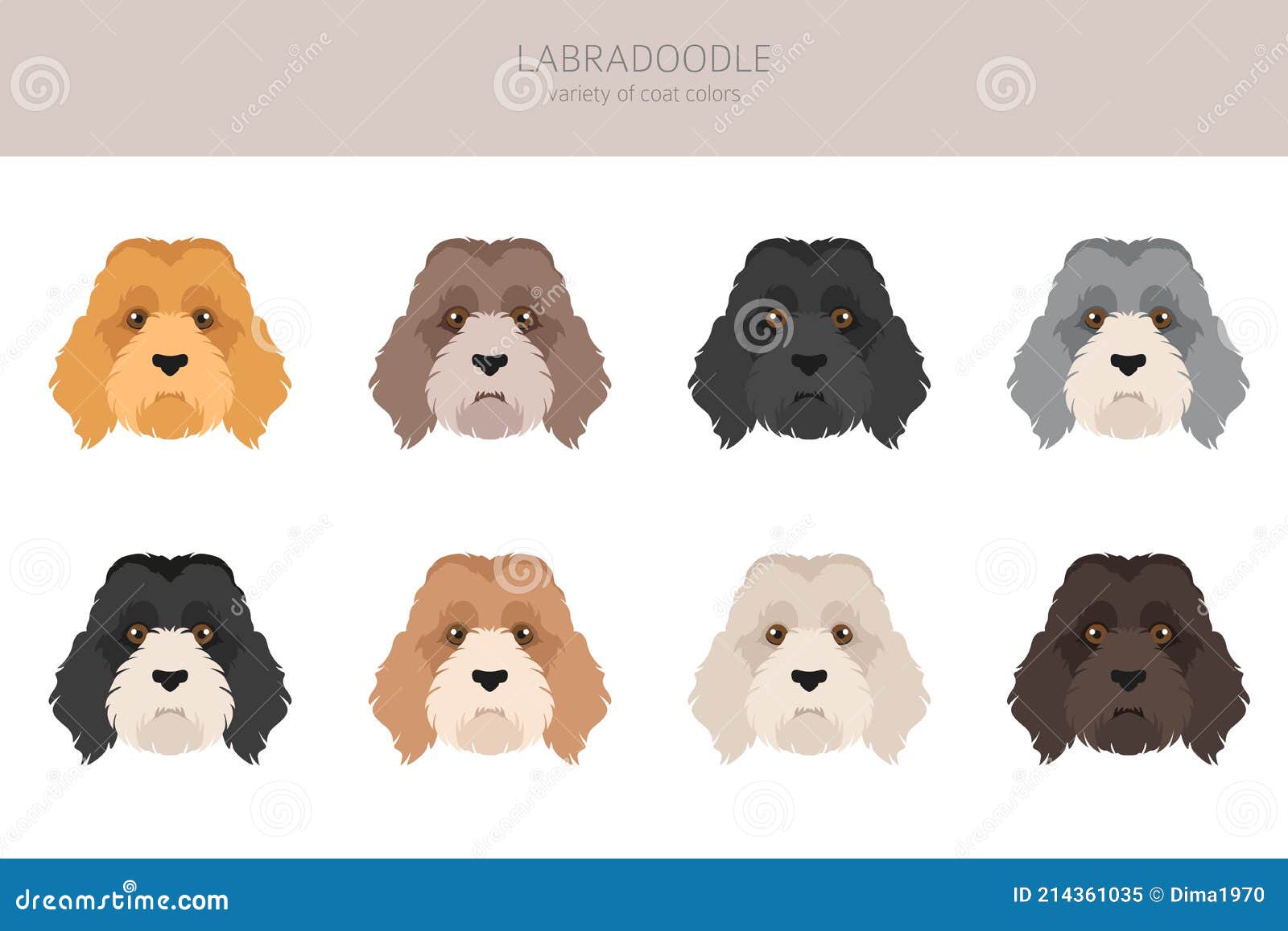 different labradoodle coats