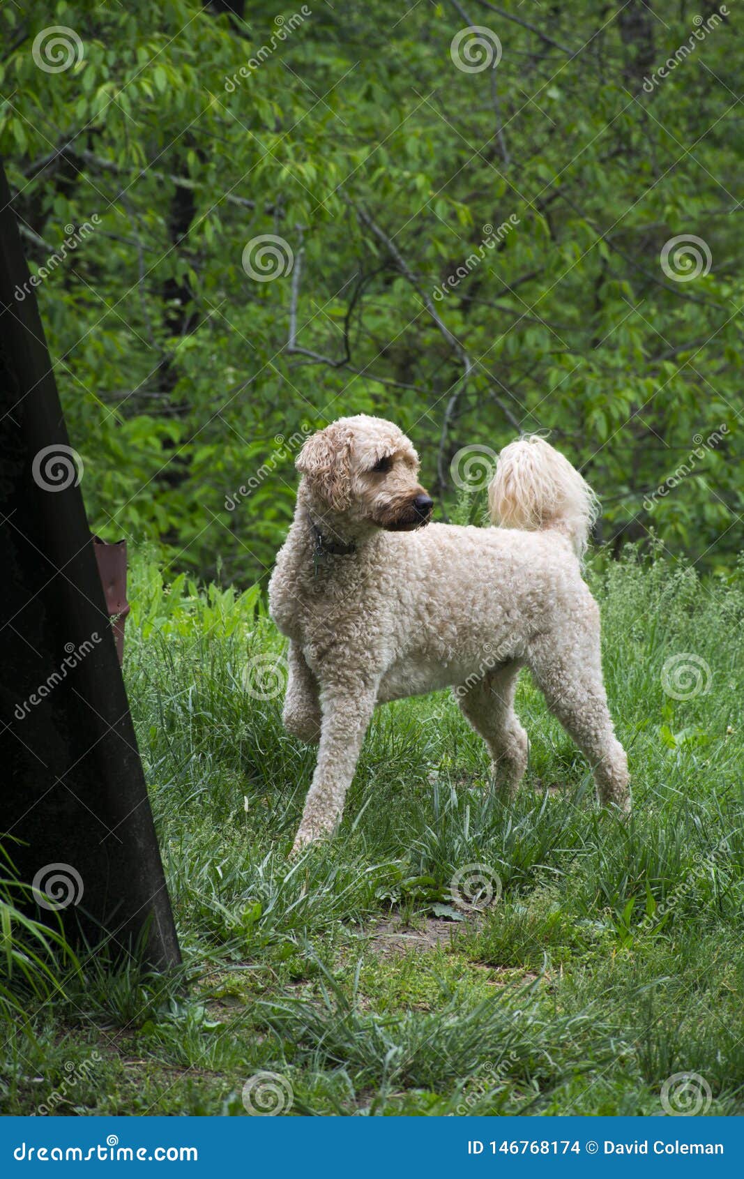 Labradoodle Dog in the Outdoors Stock Photo Image of trees, outside
