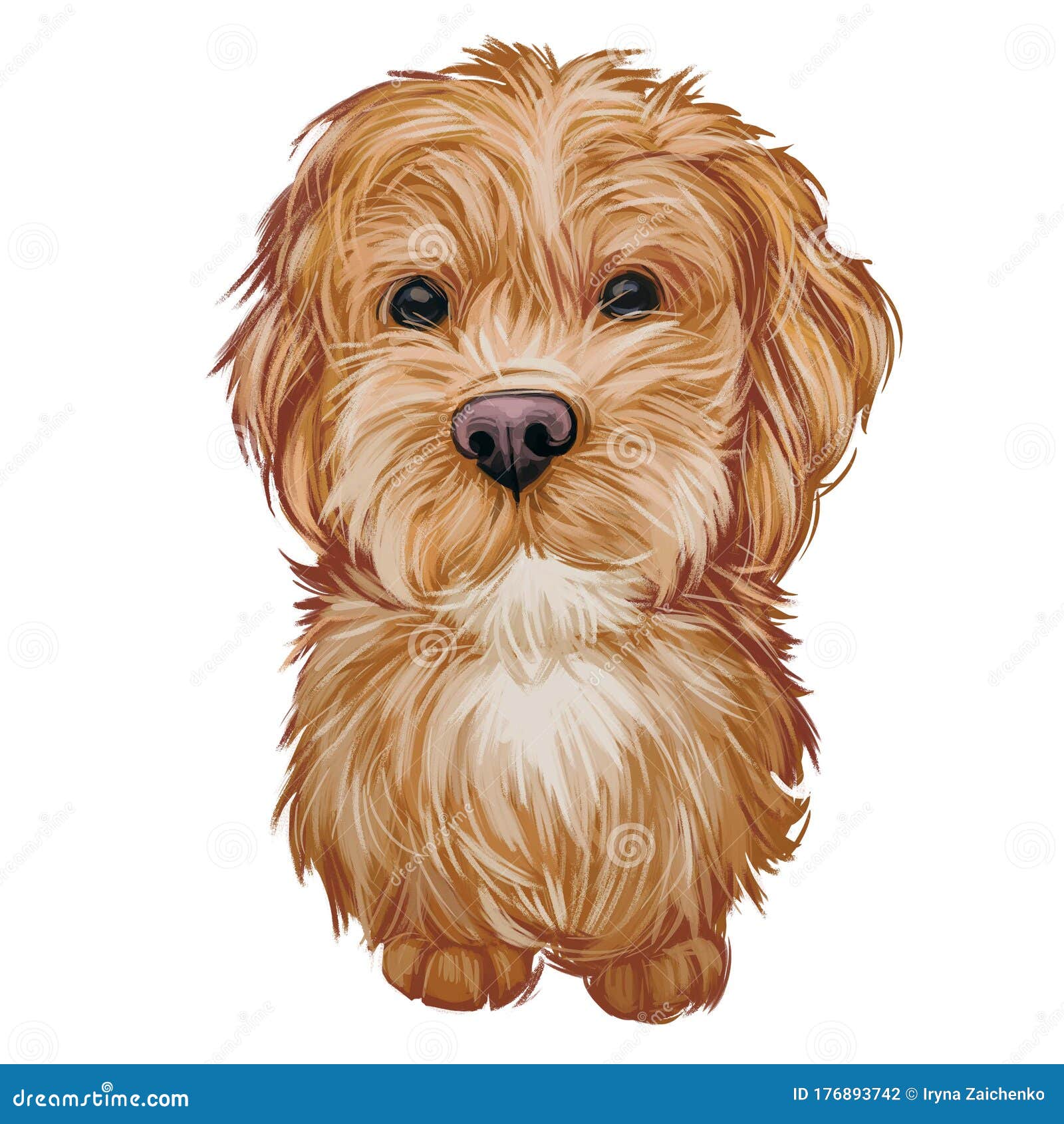 Labradoodle Cartoons, Illustrations & Vector Stock Images