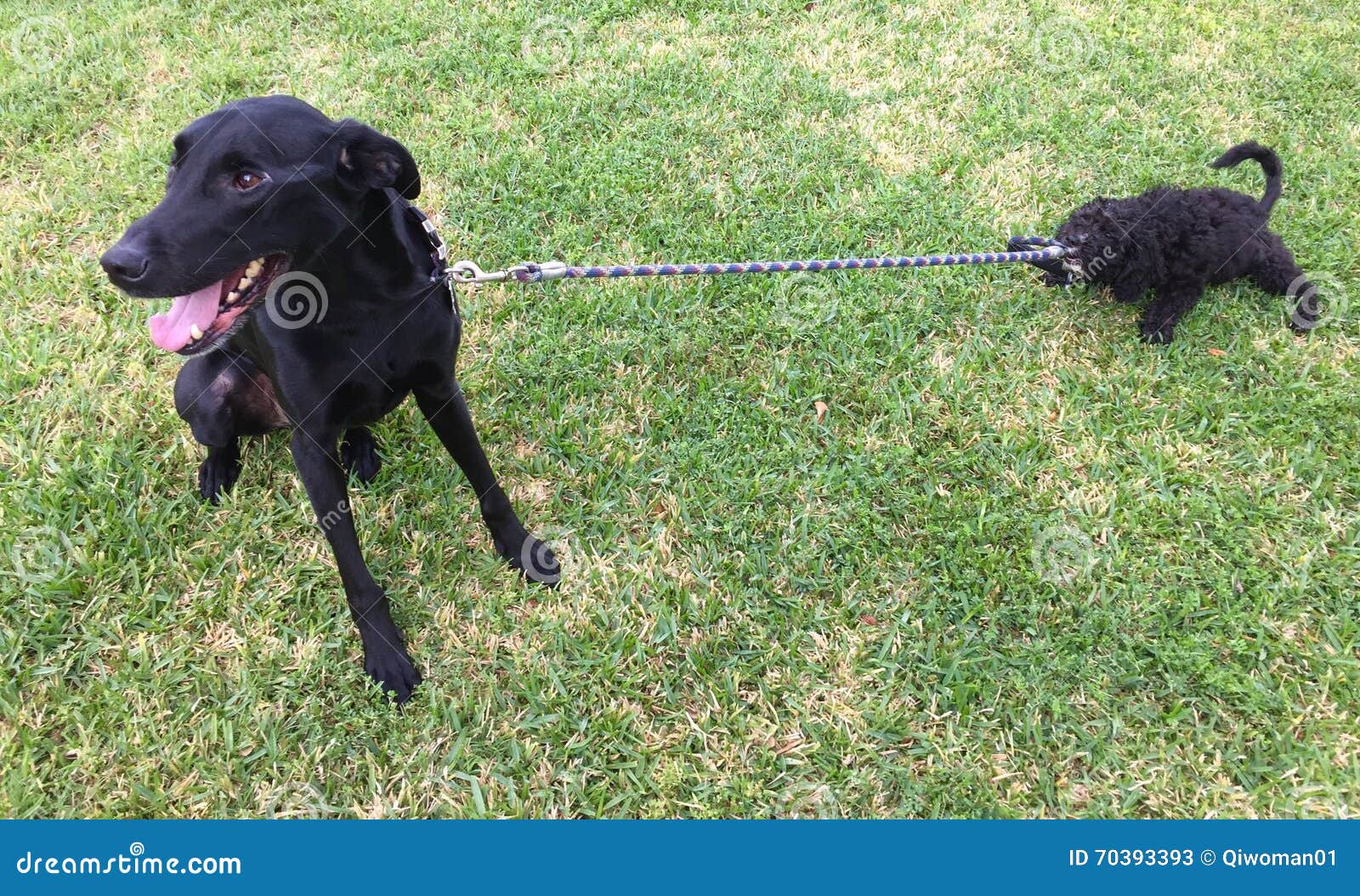 Labradoodle Puppy Pulling Leash of Older Dog Stock Image Image