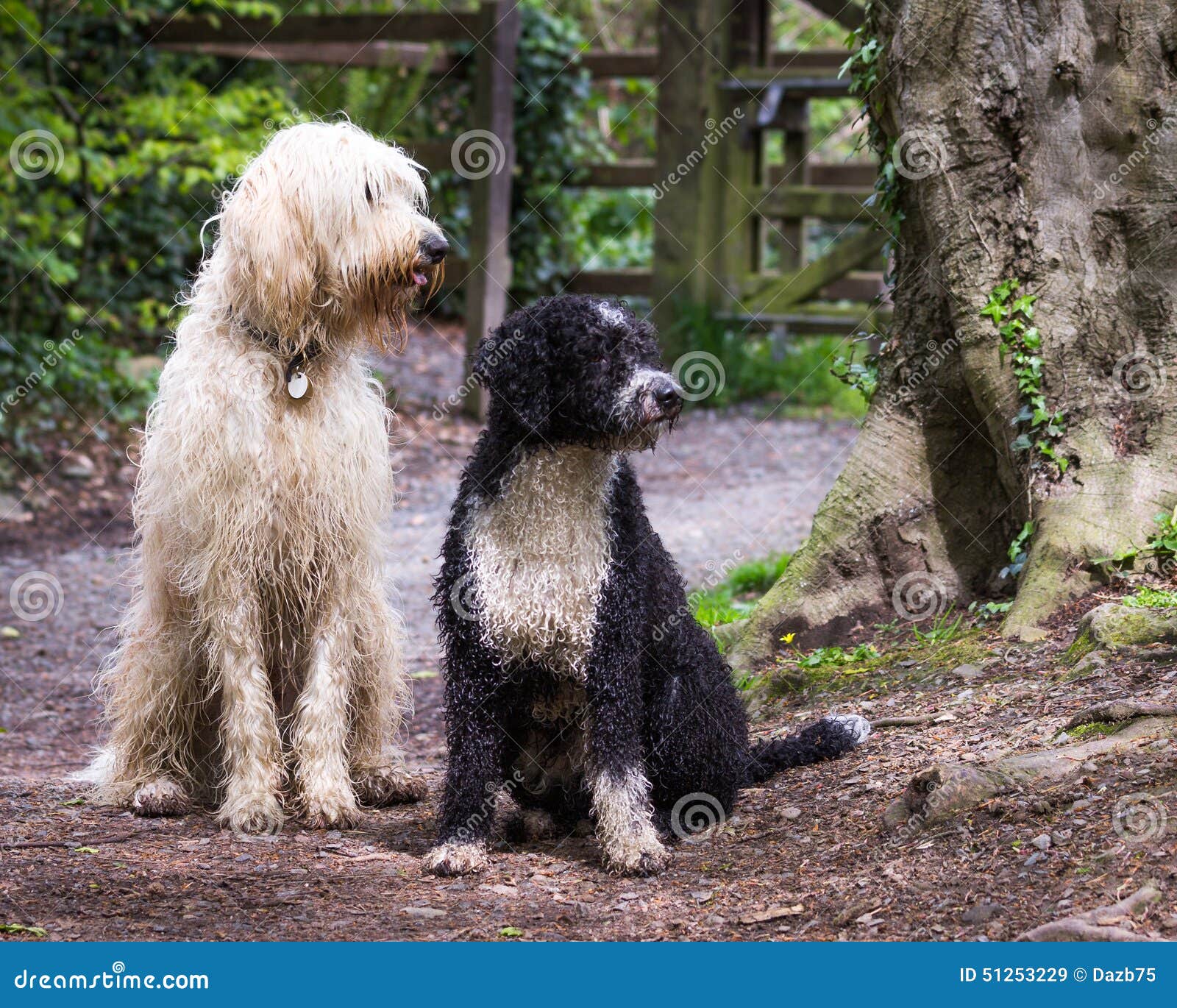 Labradoodle and Spanish Water Dogs Stock Image Image of dogs, rural