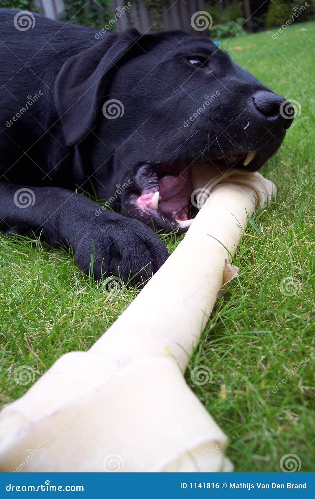 Labrador. Cane con il grande osso