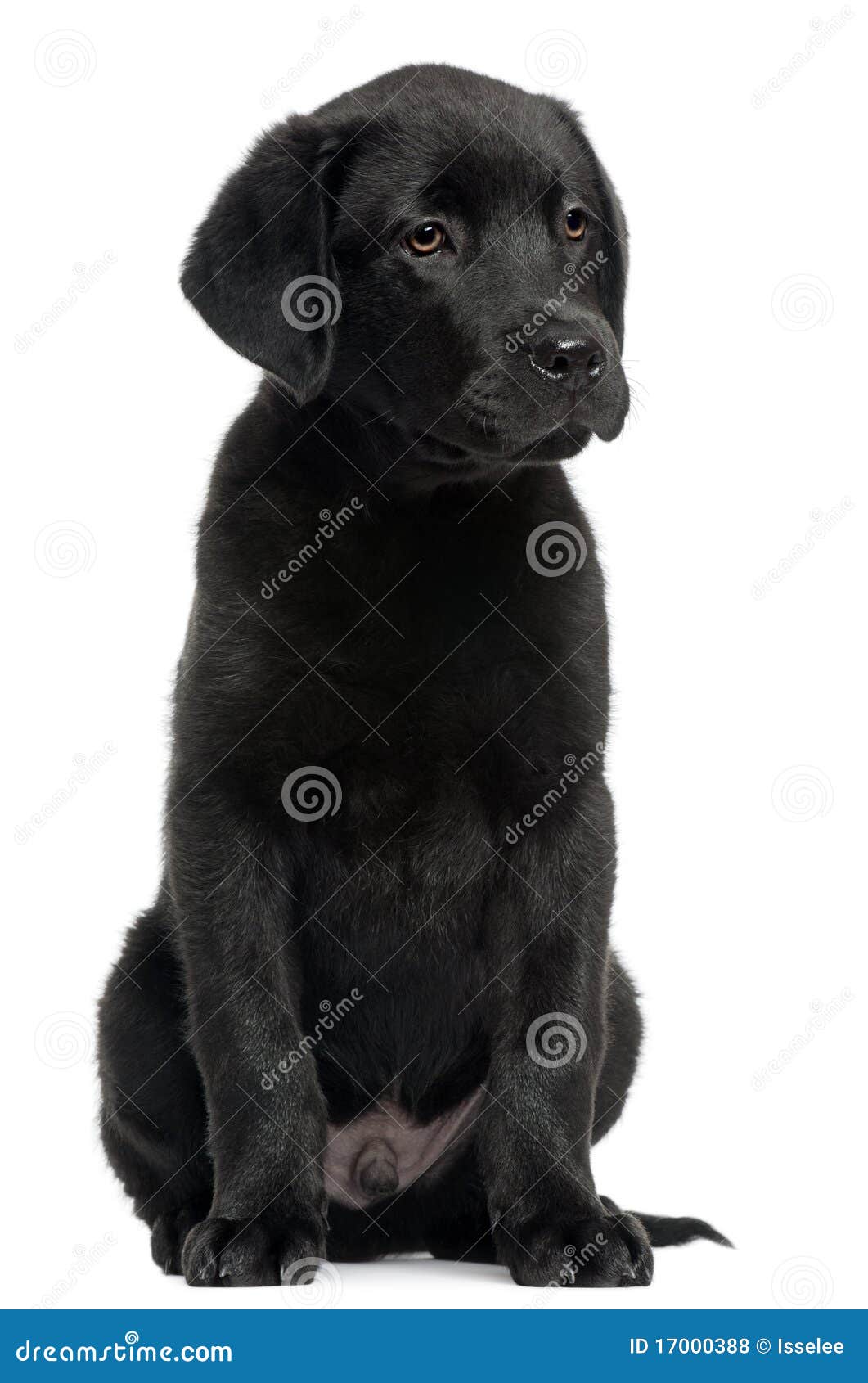 peper Landelijk interieur Labrador, 12 Weken Oud, Het Zitten Stock Foto - Image of labrador,  huisdier: 17000388