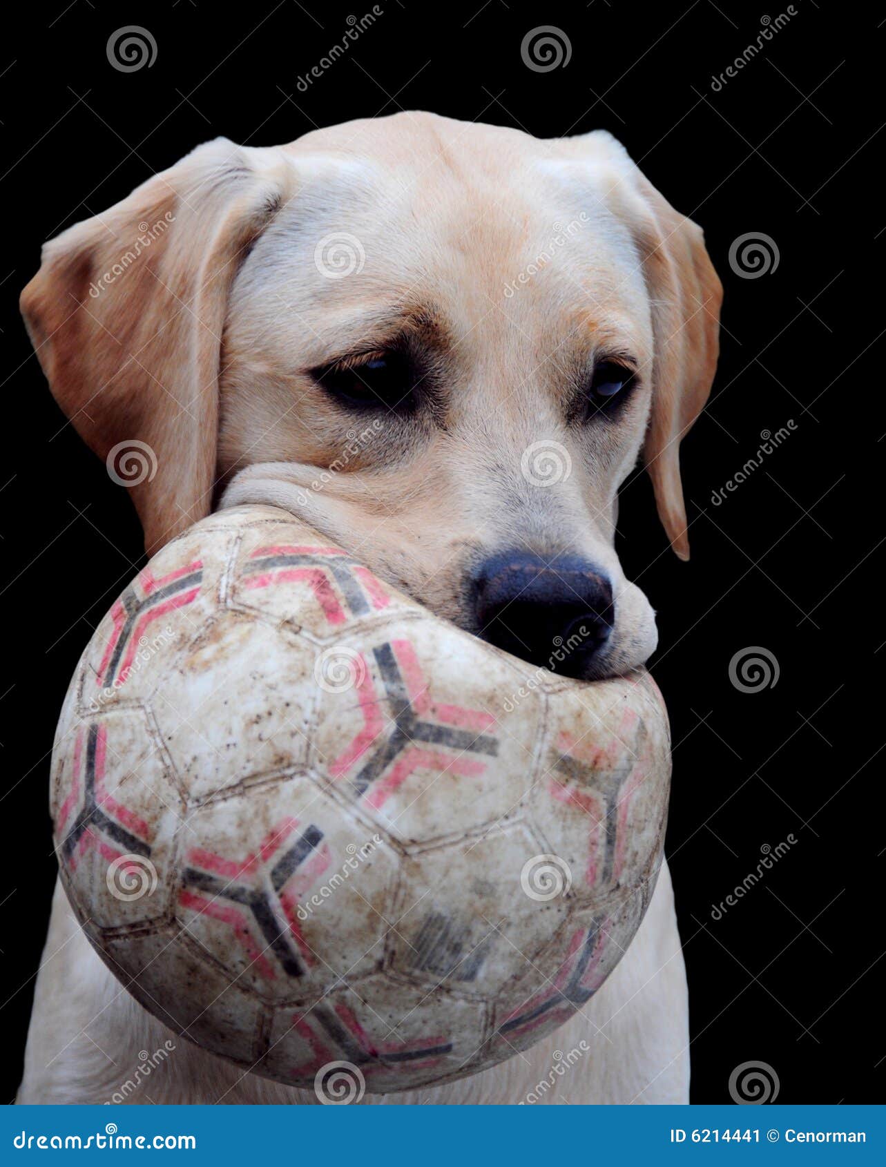Labrador and ball stock image. Image of ball, adorable 6214441