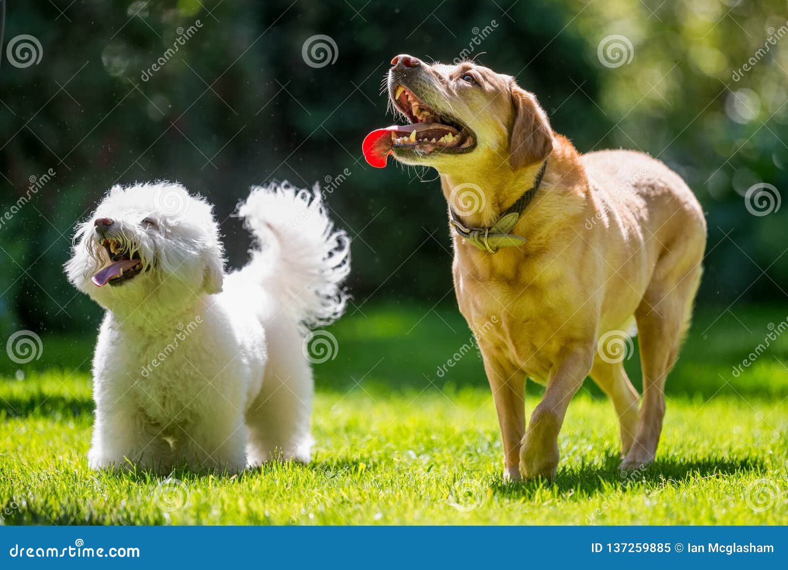 Labrador And Bichon Frise Poodle Looking Up On A Sunny Day Stock Image Image Of Floppy Grass