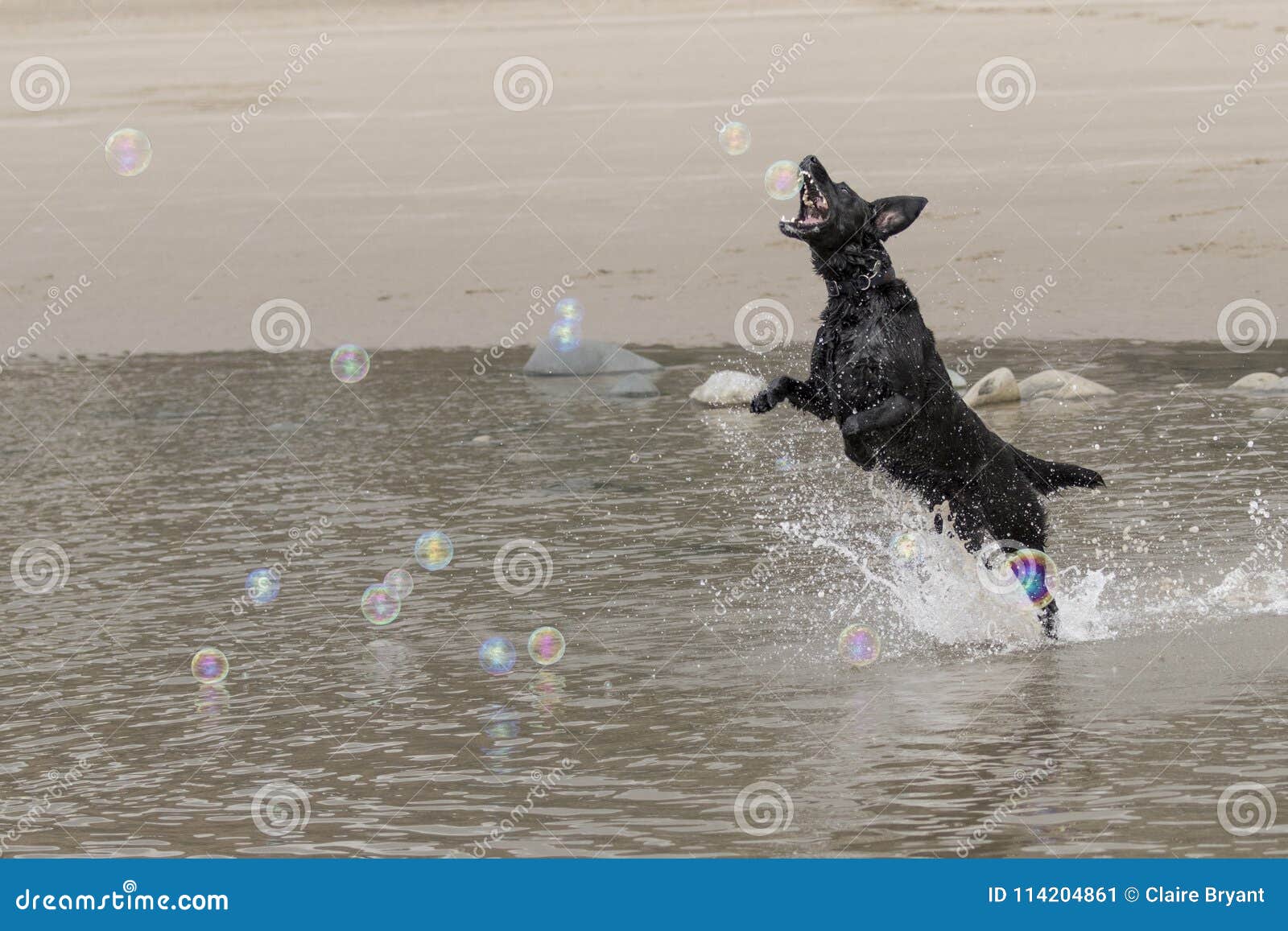Labrador Chasing Bubbles on a Beach Stock Image Image of pets, motion