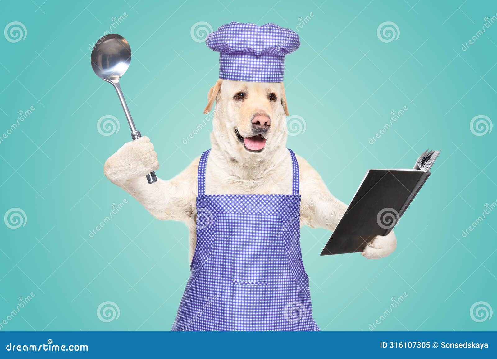 labrador in a chef's costume with a cookbook and a ladle in his hands