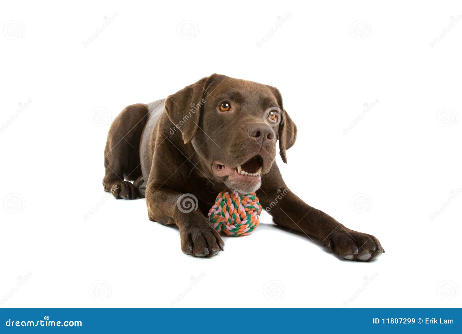 Labrador czekoladowa zabawka. Przeciw tła balowemu czekoladowemu odosobnionemu labradora arkany zabawki biel