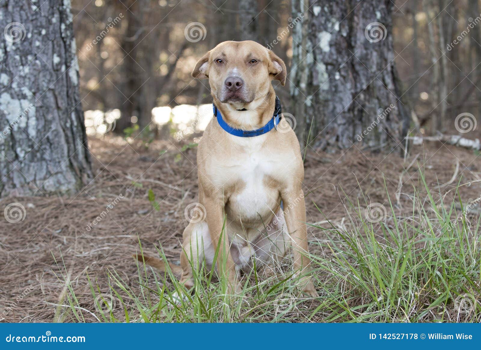 doberman and lab mix