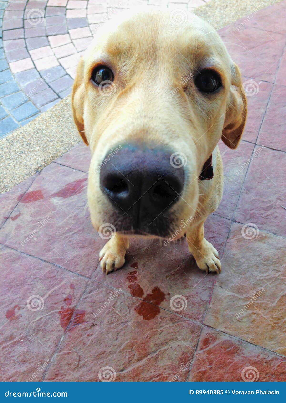 Hellbrauner Hund