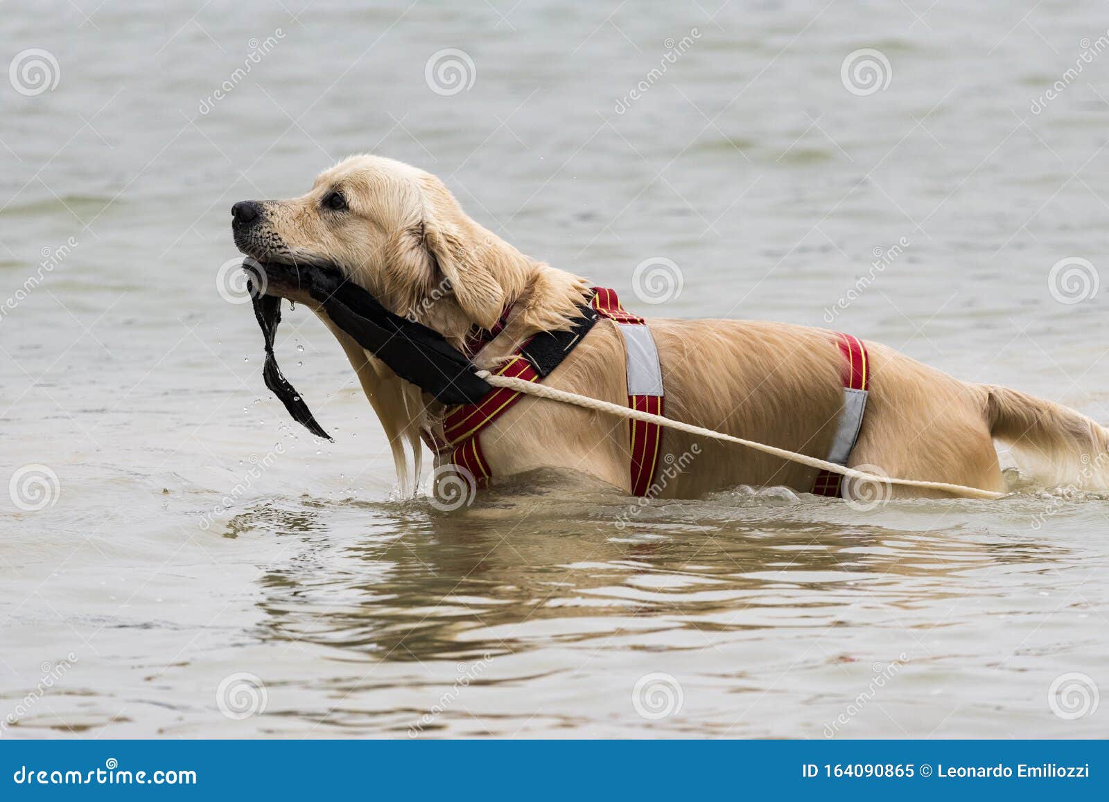 labrador rescue dogs