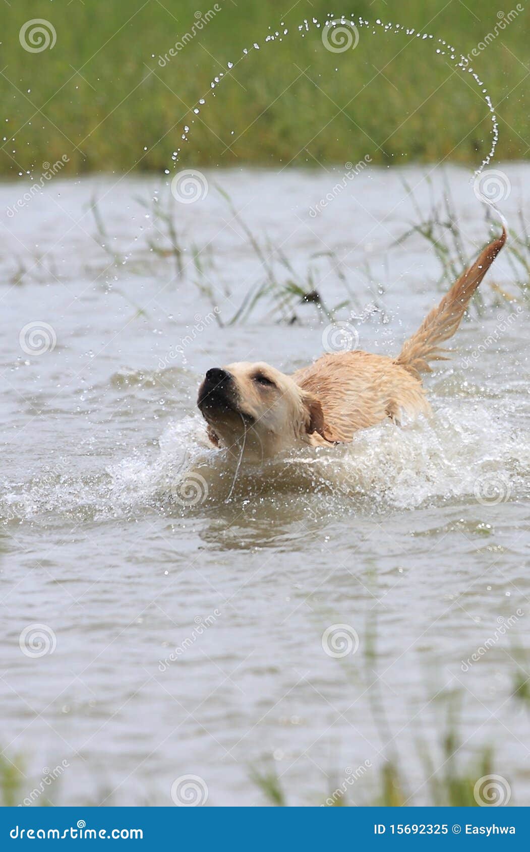 Labrador Dog Cross the River Stock Image Image of bead, dote 15692325