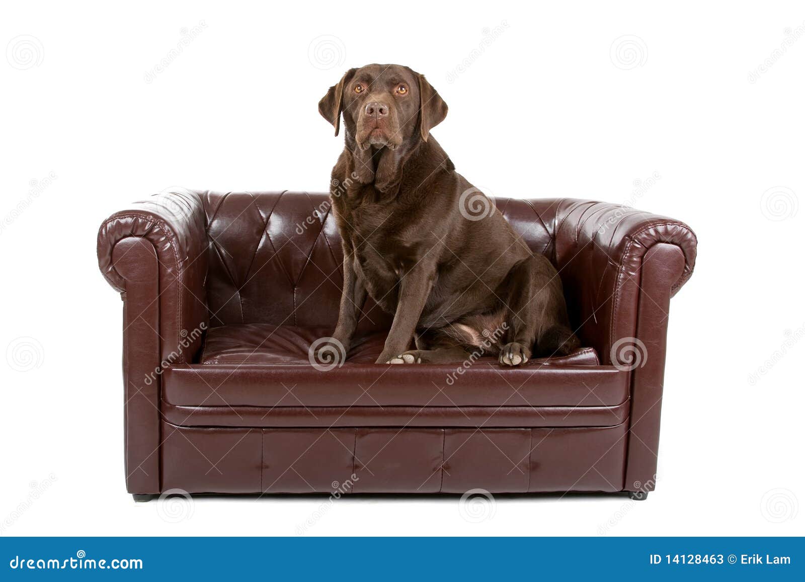 dog leather couch