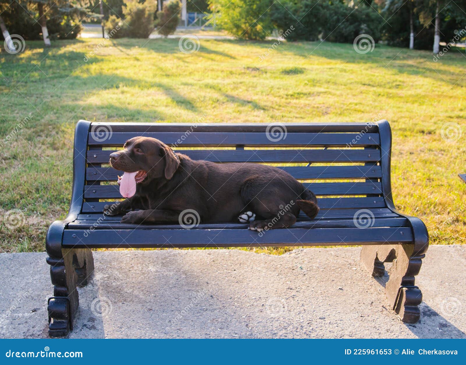 A Labrador Dog is Lying on a Bench in the Park. the Wool is Chocolate