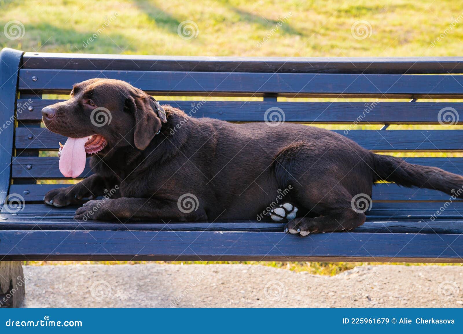 A Labrador Dog is Lying on a Bench in the Park. the Wool is Chocolate