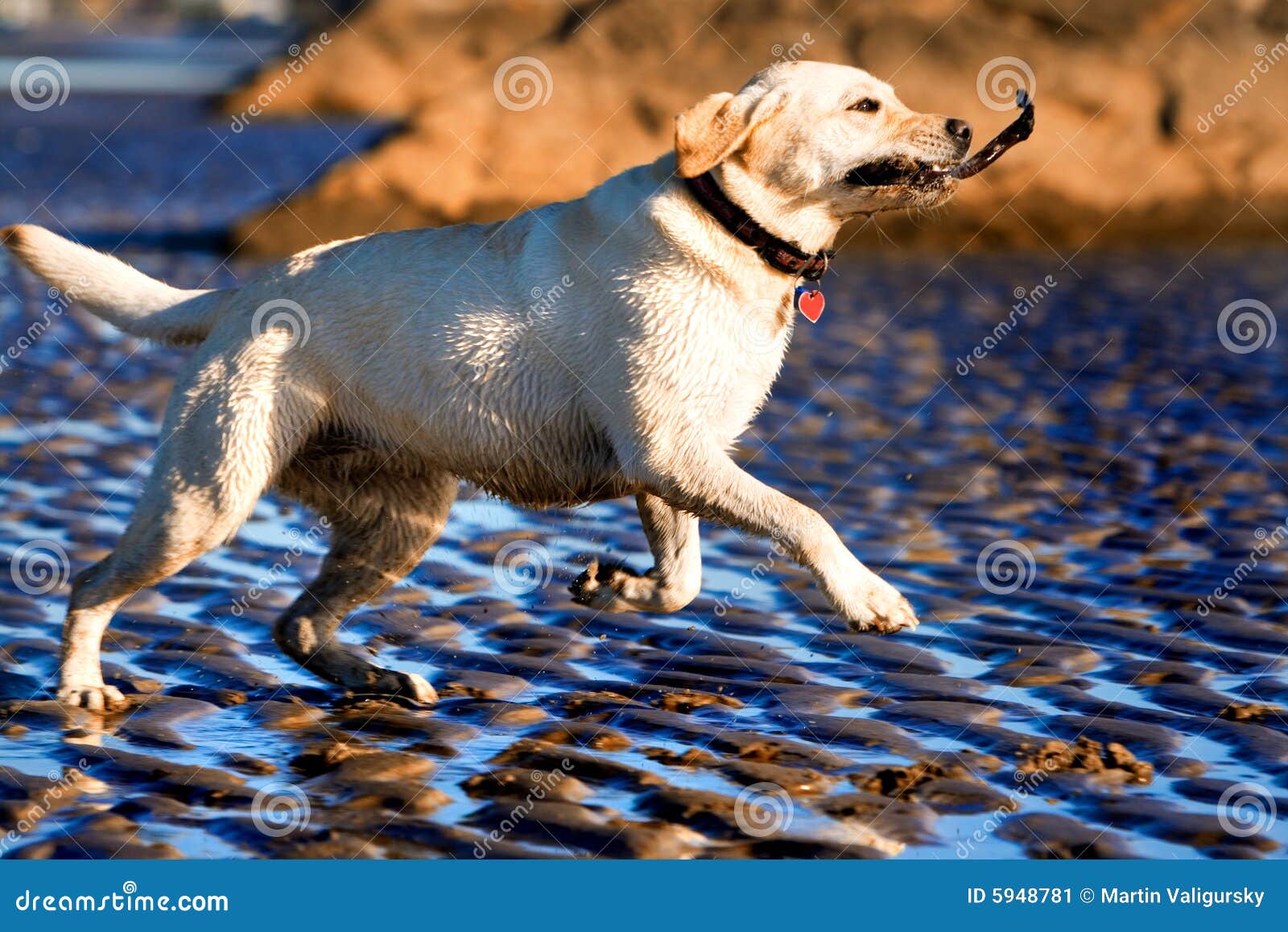 Labrador fetching a stick stock image. Image of animal 5948781