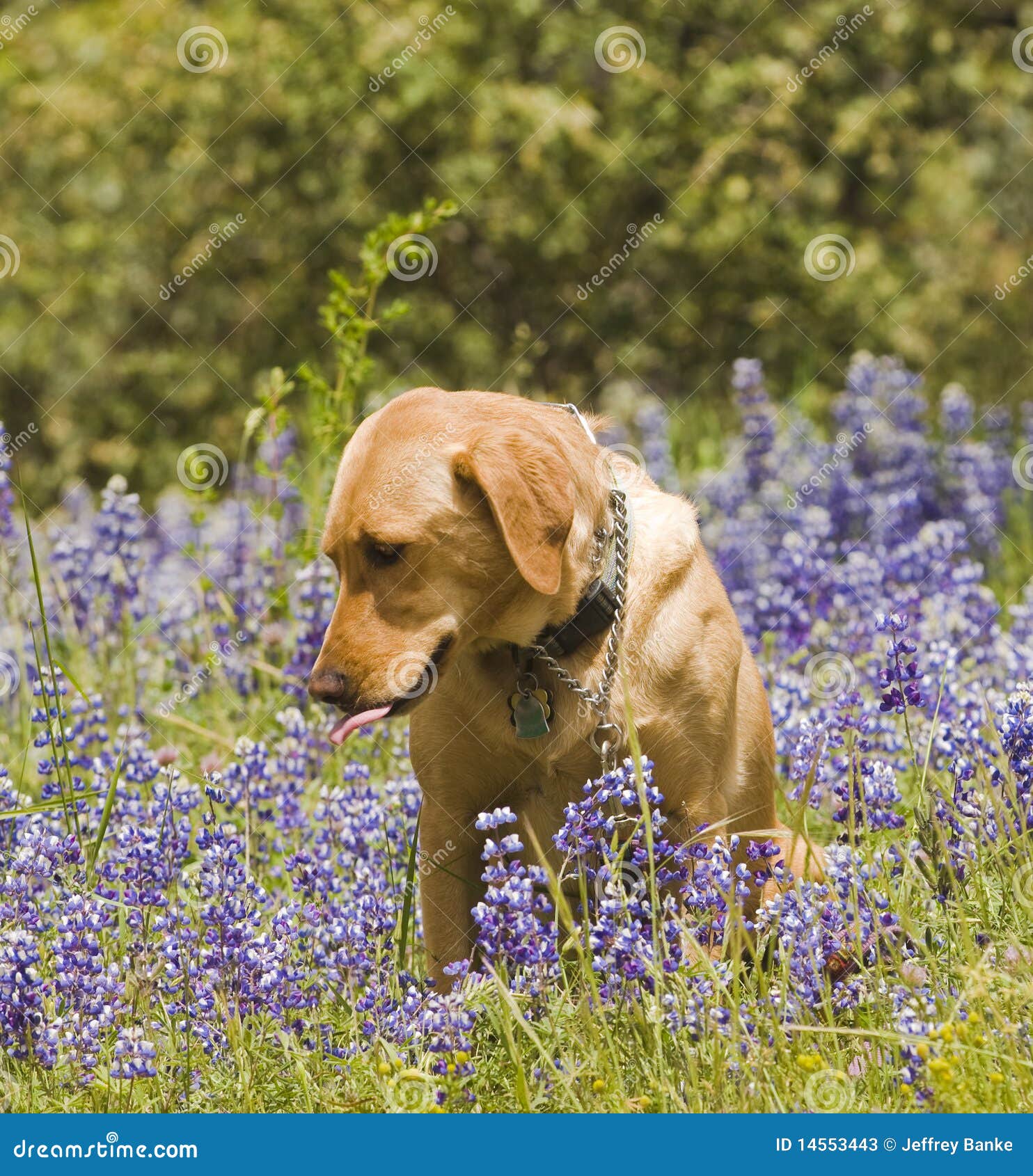 labrador in the flowers